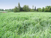 roseaux intégrés dans le paysage